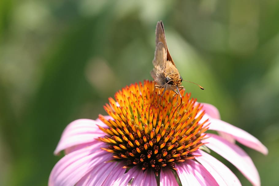 flower, butterfly, insect, bug, tongue, close-up, macro, sun HD wallpaper