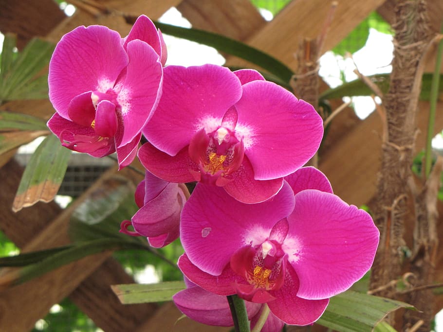 Flower Garden, Leaf, Botanic, nature, orchid, british columbia HD wallpaper