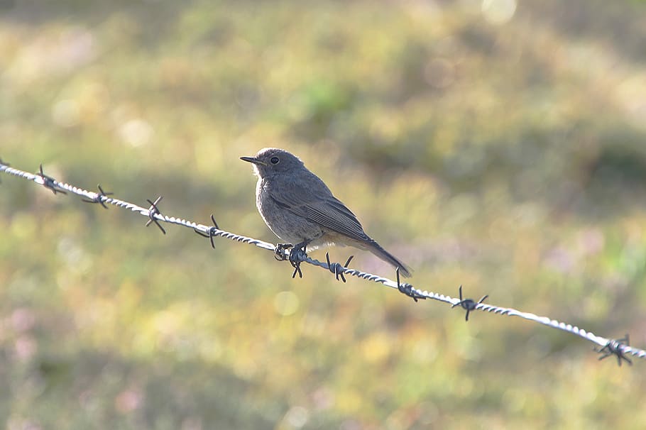 gray bird perch on gray metal barbed wire during daytime, fence HD wallpaper
