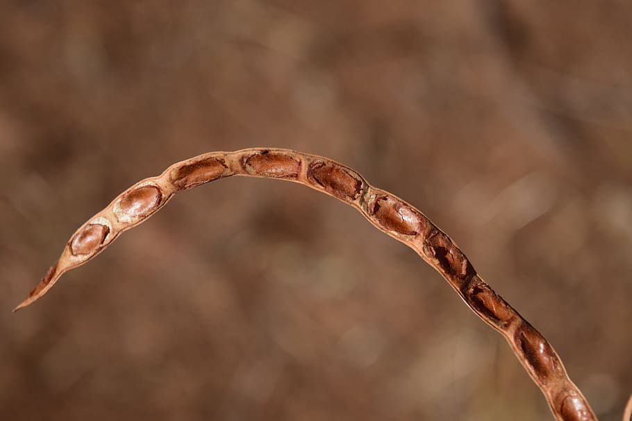 seeds, dry, nature, background, close, summer, brown, postcard HD wallpaper