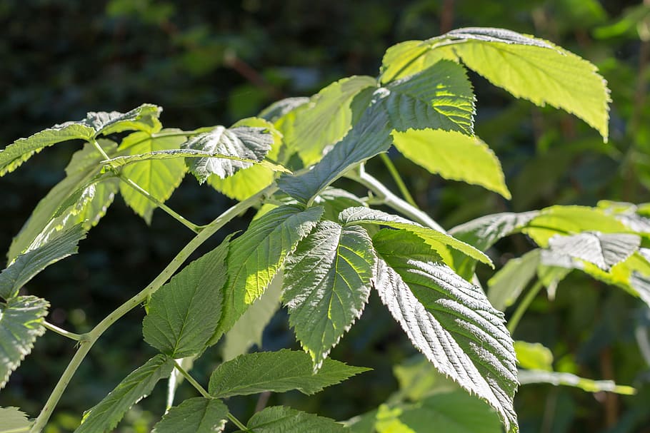Leaves, Green, Raspberry, Bush, Plant, in the sun, close, leaf HD wallpaper