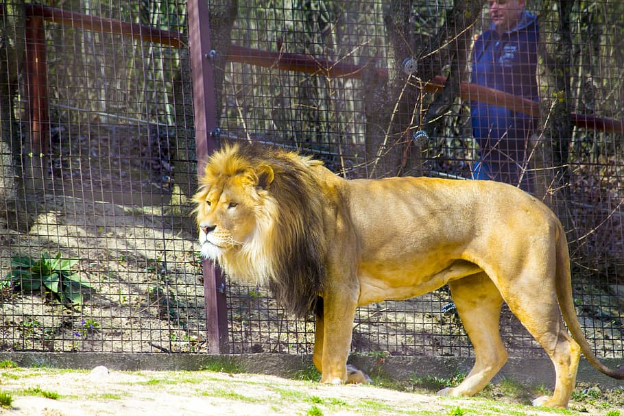 lion, zoo, predator, animal, animal themes, mammal, one animal HD wallpaper