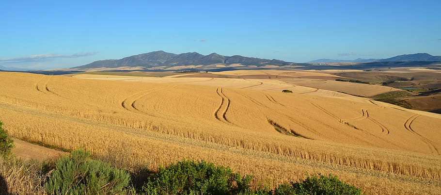 harvest, fall, wheat, grain, farmer, farming, reaping, autumn HD wallpaper