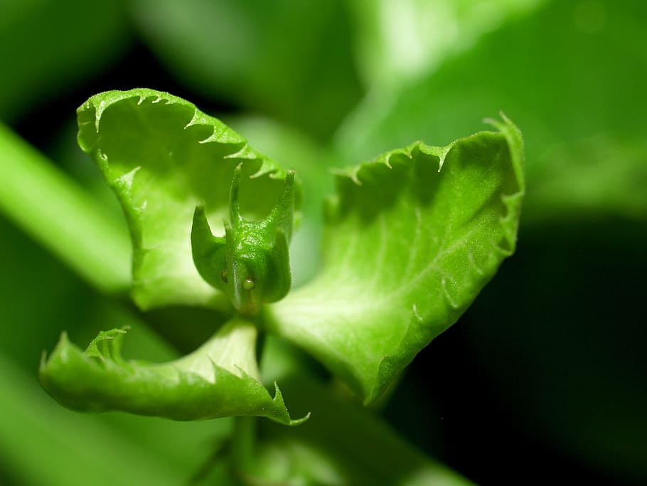 passion, flower, fruit, tropical, green, petal, leaf, head HD wallpaper
