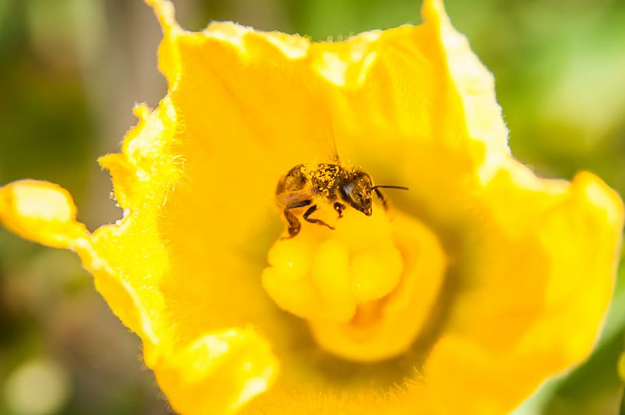 bee, yellow, pollen, close, pollination, nature, sunny, flowers HD wallpaper