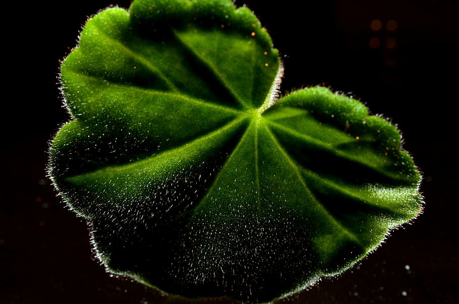leaf, green, plant, nature, close-up, macro, green color, studio shot HD wallpaper