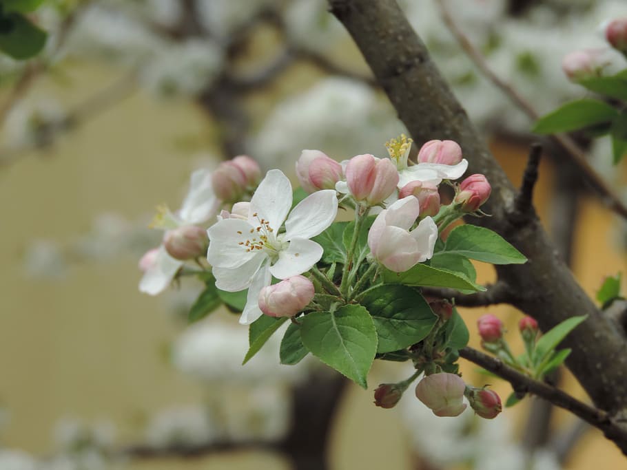 tree, flower, branch, nature, flora, spring, leaf, summer, fresh HD wallpaper