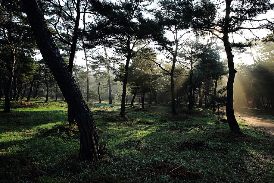 racing, samreung, light, pine, forest, plant, tree, tranquility HD wallpaper