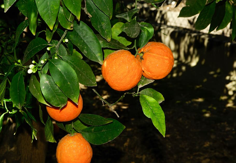 oranges, fruit, citrus, orange flowers, citrus Fruit, nature HD wallpaper