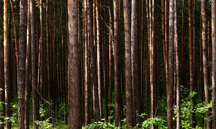 Tree, Forest, Nature, View, Landscape, background, kielce, poland HD wallpaper