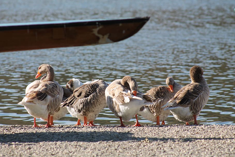 Sail, Ducks, Lacquer, bird, day, nautical vessel, animal themes HD wallpaper