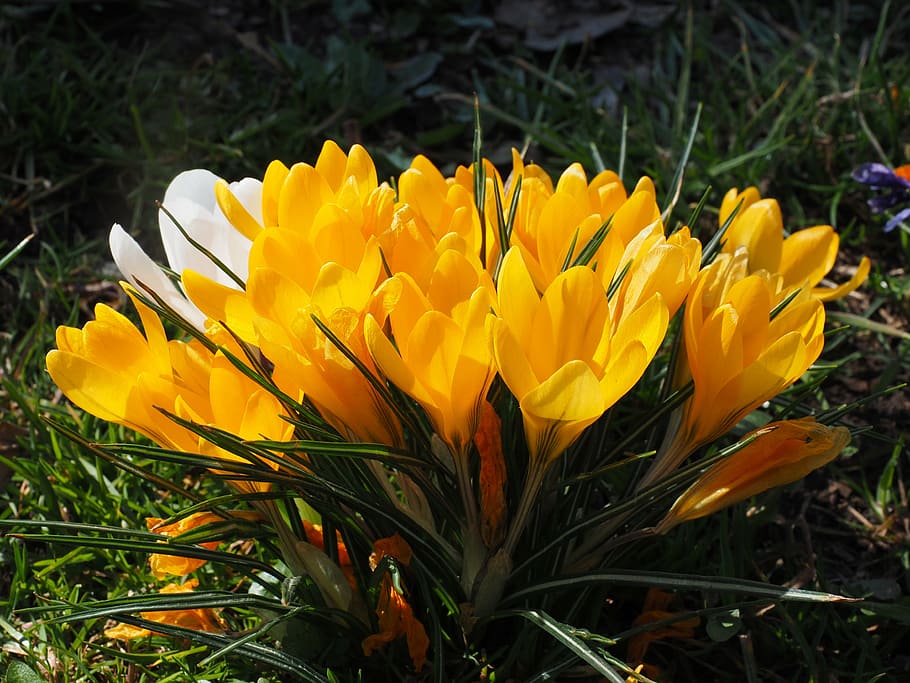 crocus, flower, spring, bühen, yellow, mm, colorful, blossom, HD wallpaper