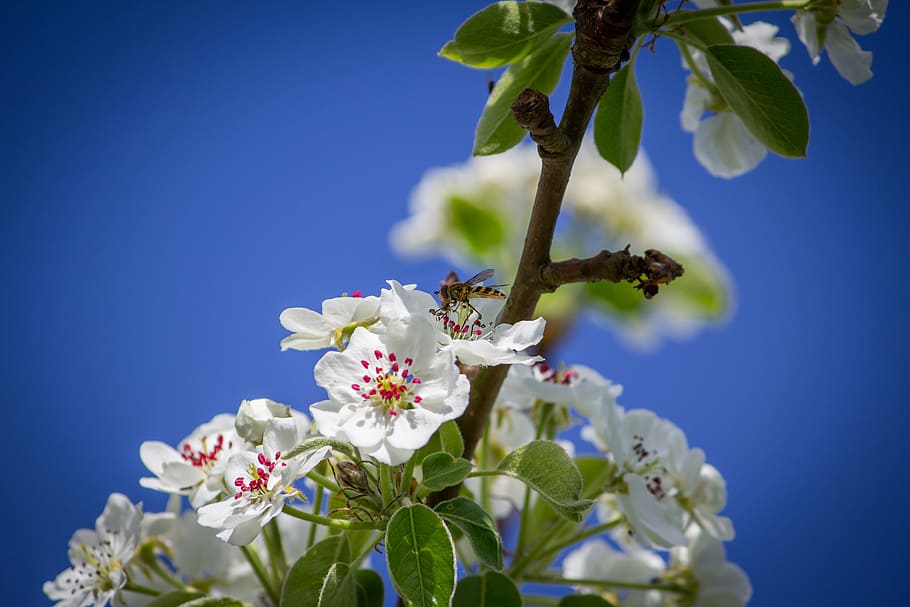 hover fly, flowers, tree, nature, insect, animal, summer, pistil HD wallpaper