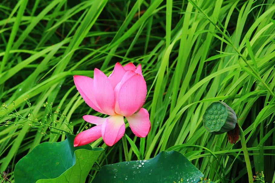 lotus, summer, flower, plant, flowering plant, beauty in nature HD wallpaper