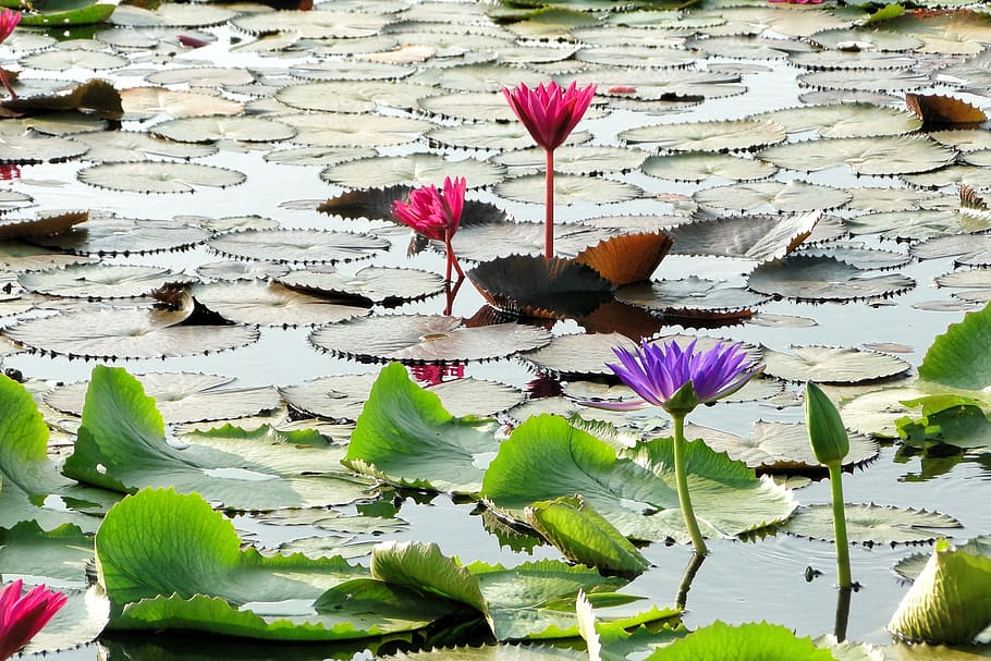 flower, lotus, summer, water lily, leaf, flowering plant, plant part HD wallpaper