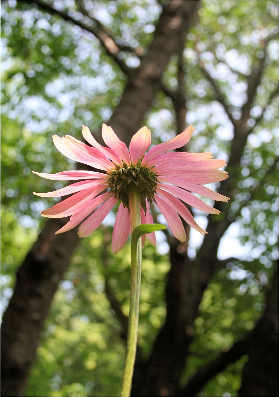 Flower, Coneflower, Echinacea, Daisy, pink, garden, plant, nature HD wallpaper