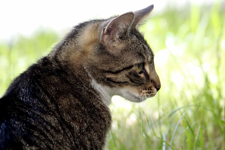 cat, pet, cat face, one animal, animal themes, mammal, feline HD wallpaper