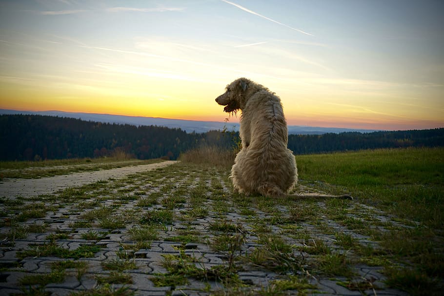short-coated fawn dog sitting on the field during golden hour HD wallpaper