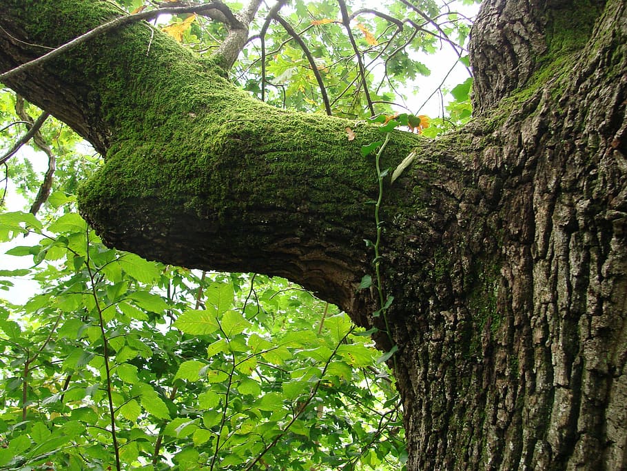 tree, moss, branch, plant, trunk, tree trunk, growth, green color HD wallpaper