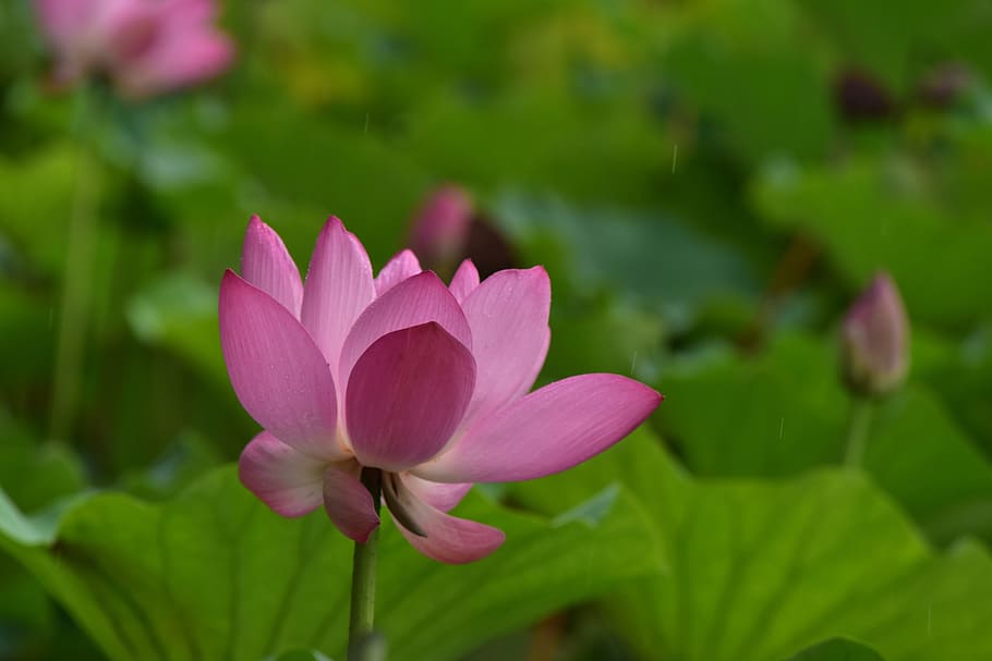 flowers, summer, beihai park, lotus, beautiful flower, plant, HD wallpaper