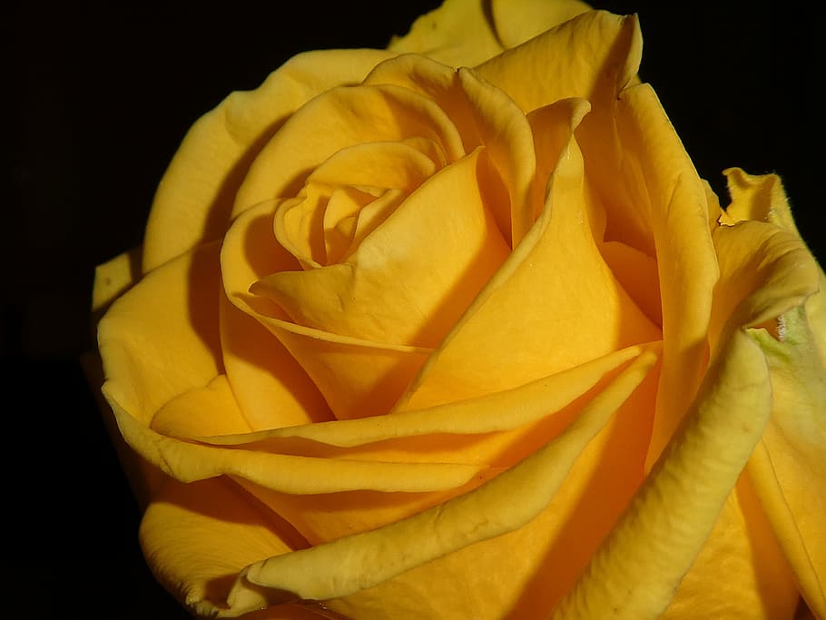 rose, blossom, bloom, yellow, romance, petal, flowering plant HD wallpaper