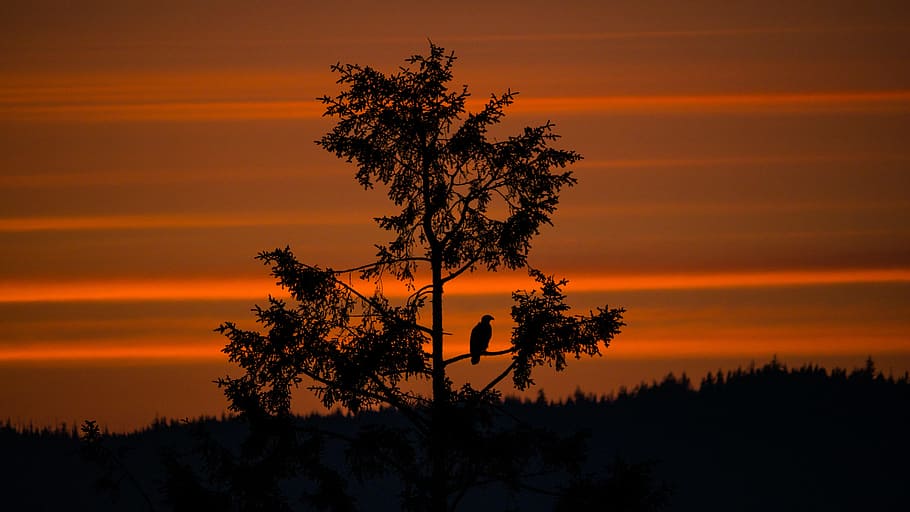 silhouette photography of bird and tree, Eagle in the Sunset HD wallpaper