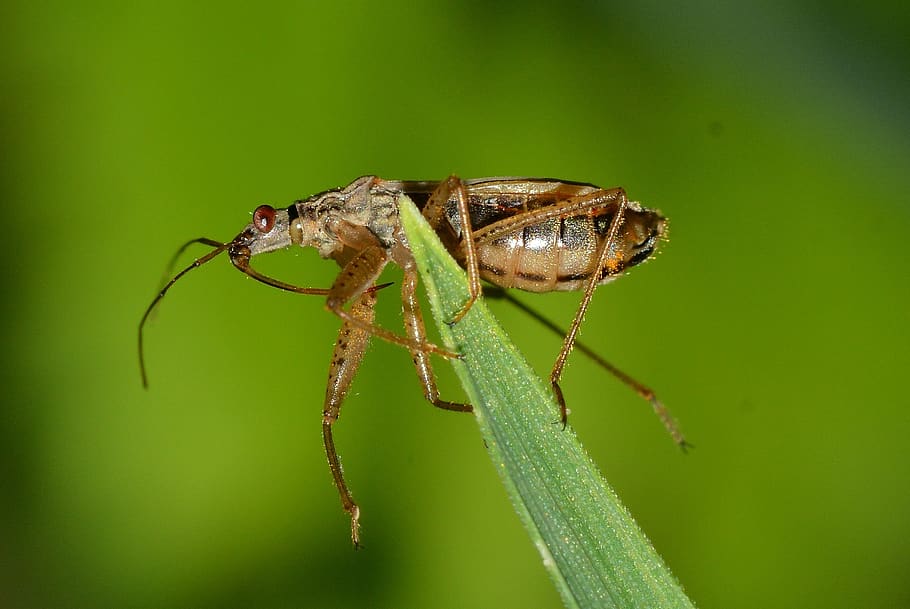 insects, bug, hemiptera, animal, animal themes, invertebrate HD wallpaper