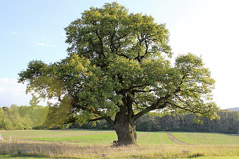 green leafed tree on grass field, oak, old oak, sky, nature HD wallpaper