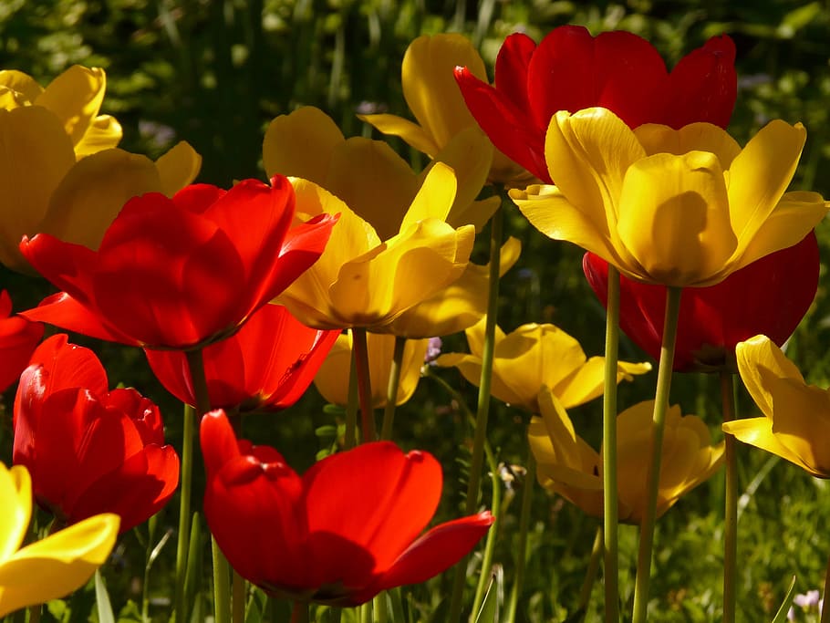 tulips, red, yellow, back light, beautiful, tulpenbluete, flowers HD wallpaper