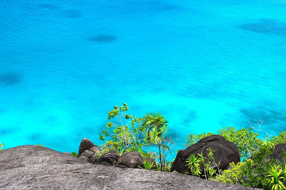 green leaves plant beside body of water, sea, boot, seychelles HD wallpaper