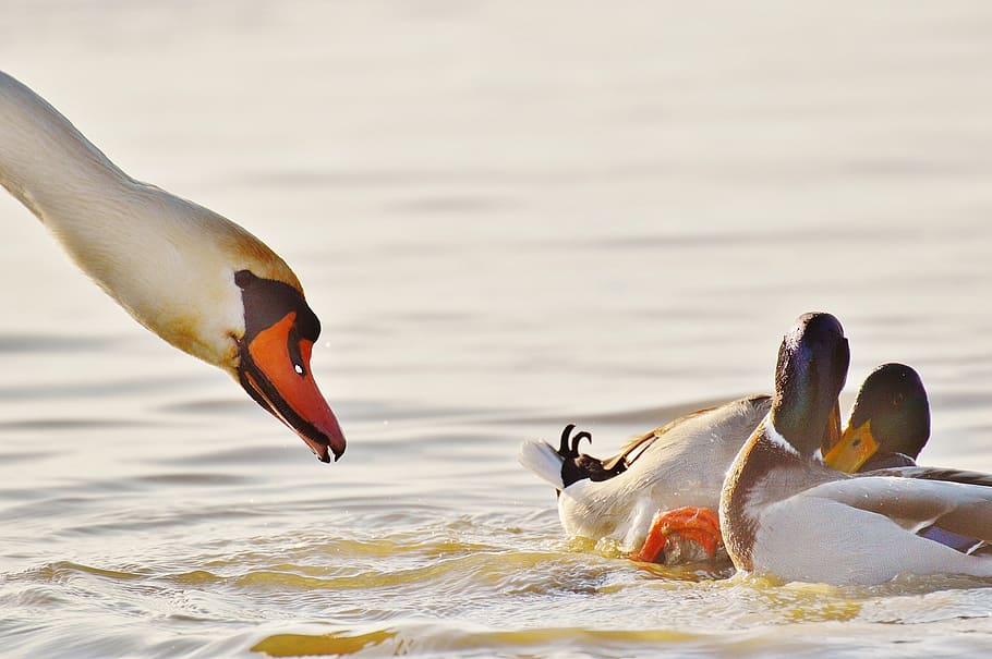ducks, pair, swan, feather, couple, nature, plumage, bill, water HD wallpaper