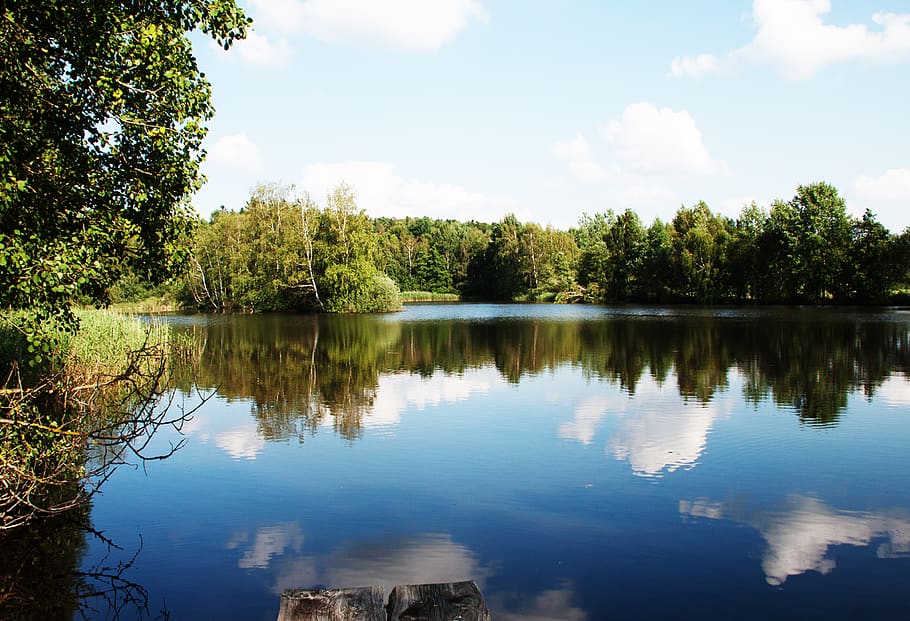 pond, water, mirroring, pond plant, reflection, tree, lake HD wallpaper
