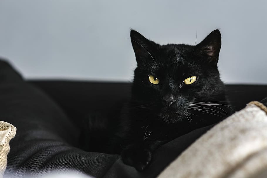Cat Portrait, pet, animal, domestic Cat, pets, looking, feline HD wallpaper