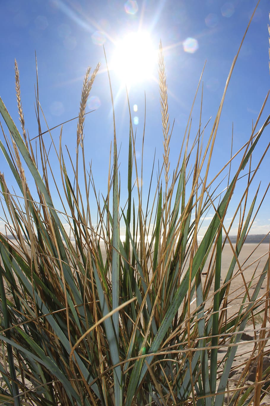 sun, beach, dune, grass, marram grass, growth, sky, plant, sunlight HD wallpaper
