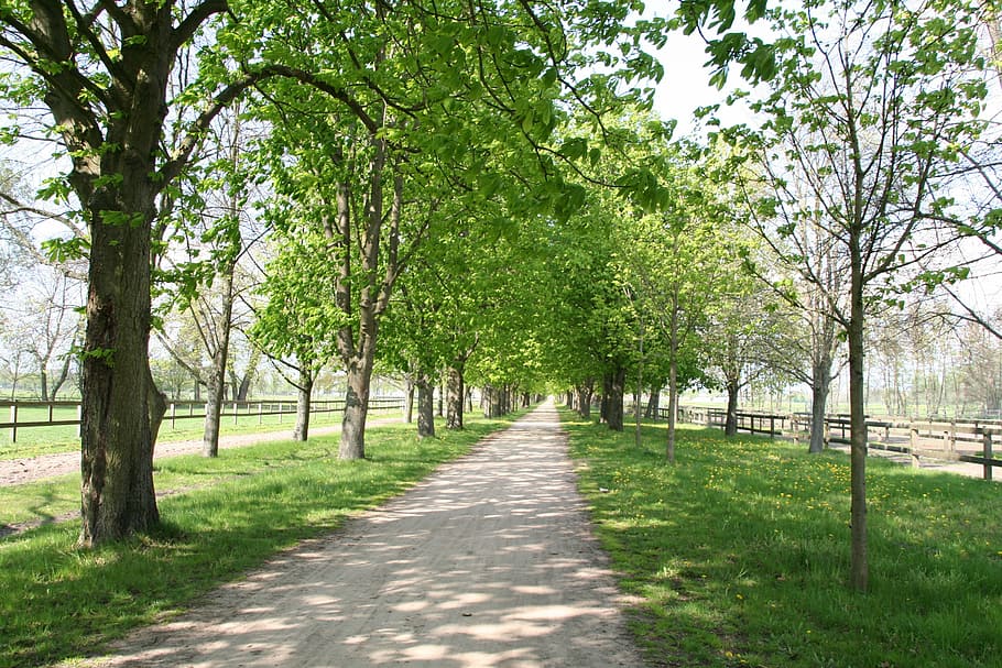 avenue, away, trees, shady, stud, nature, outdoors, park - Man Made Space HD wallpaper