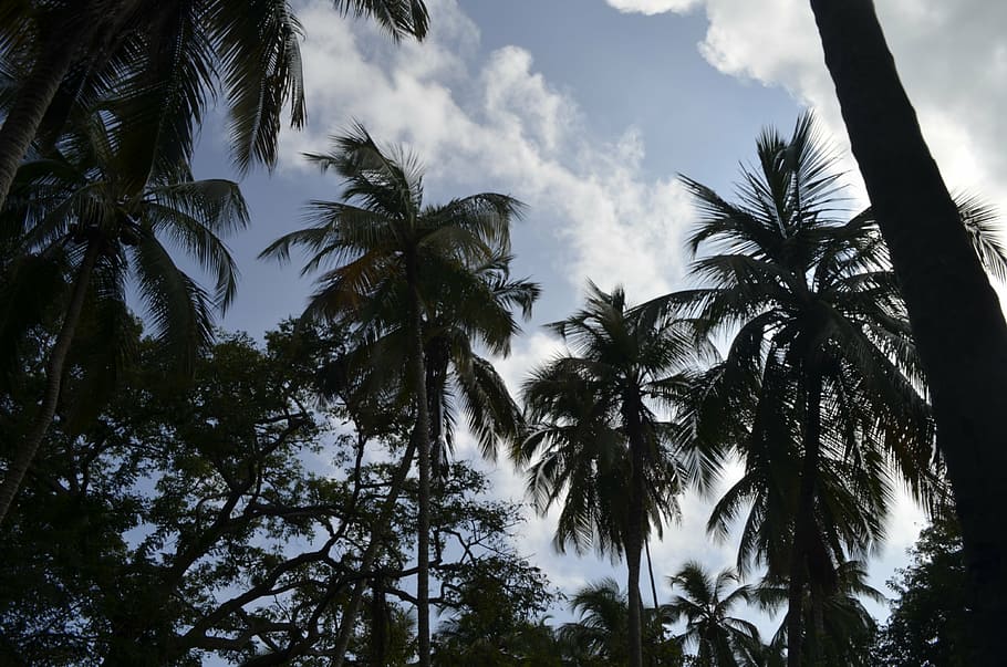 palms, sky, exotic, landscape, nature, twilight, clouds, palm Tree HD wallpaper