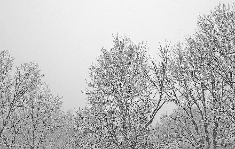 trees, branches, snow, frozen, snowfall, winter, woods, forest HD wallpaper