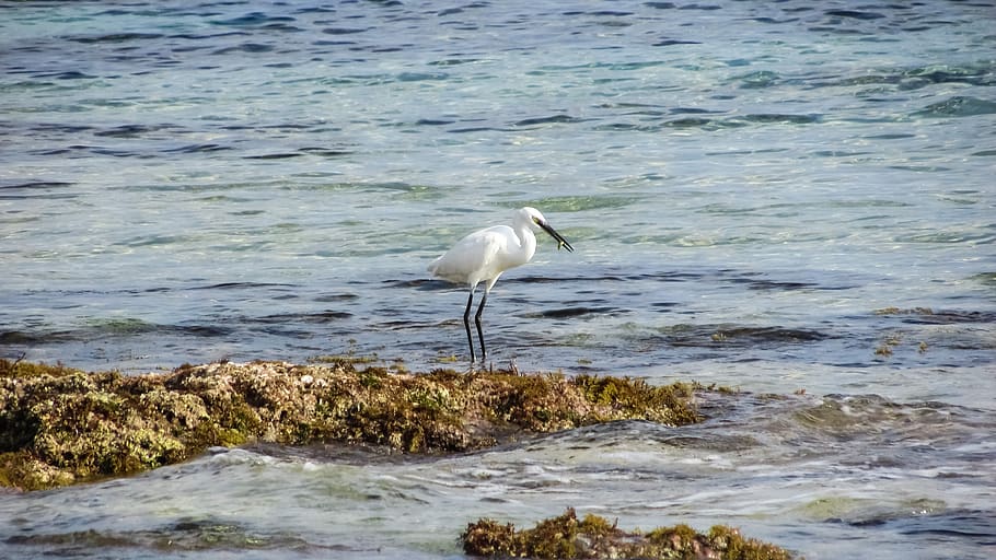 cyprus, protaras, heron, eating, water, animal themes, animal wildlife HD wallpaper