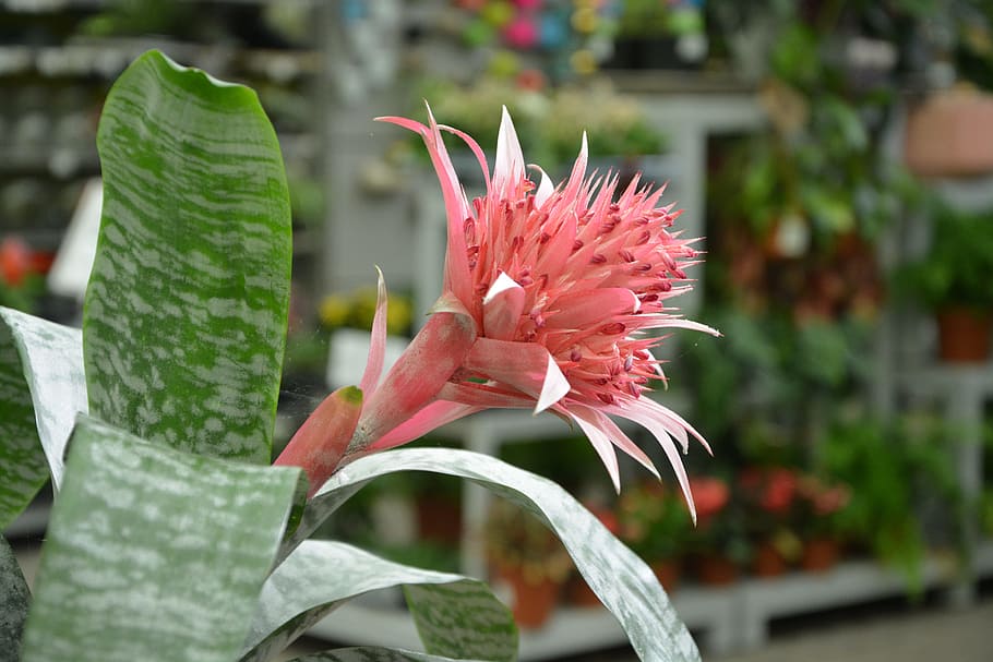 flower, plant, aechmea, botany, smells of étè, pink, nature HD wallpaper