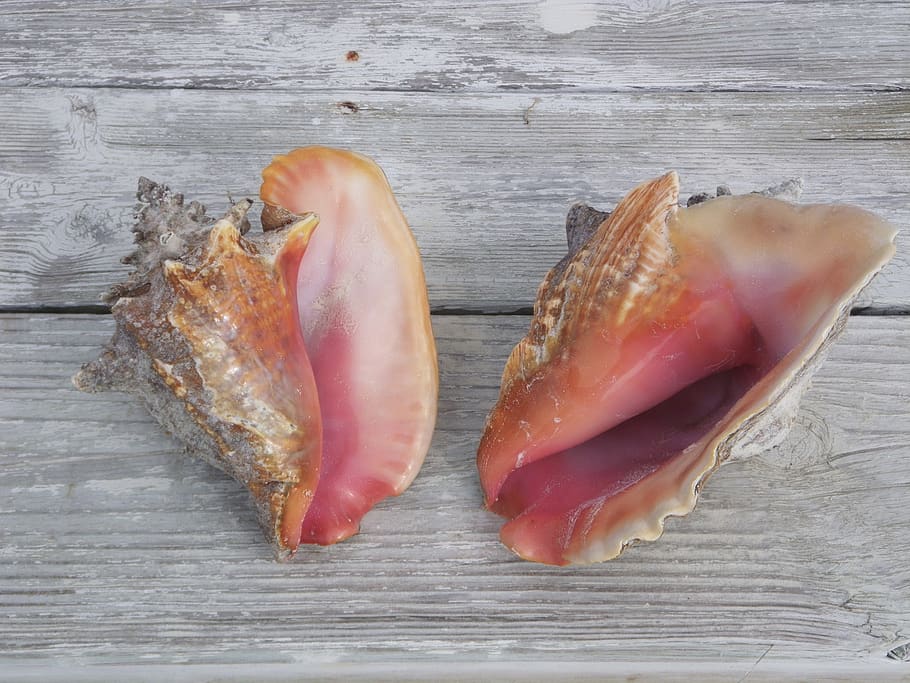conch shells, seashells, tropical, holiday, exotic, travel HD wallpaper