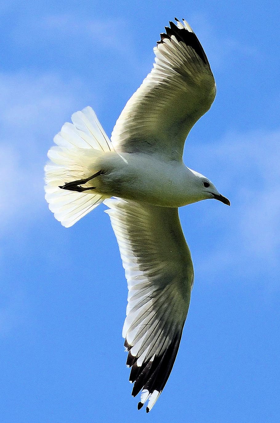 seagull, bird, sky, nature, animal, wild, seabird, wildlife HD wallpaper