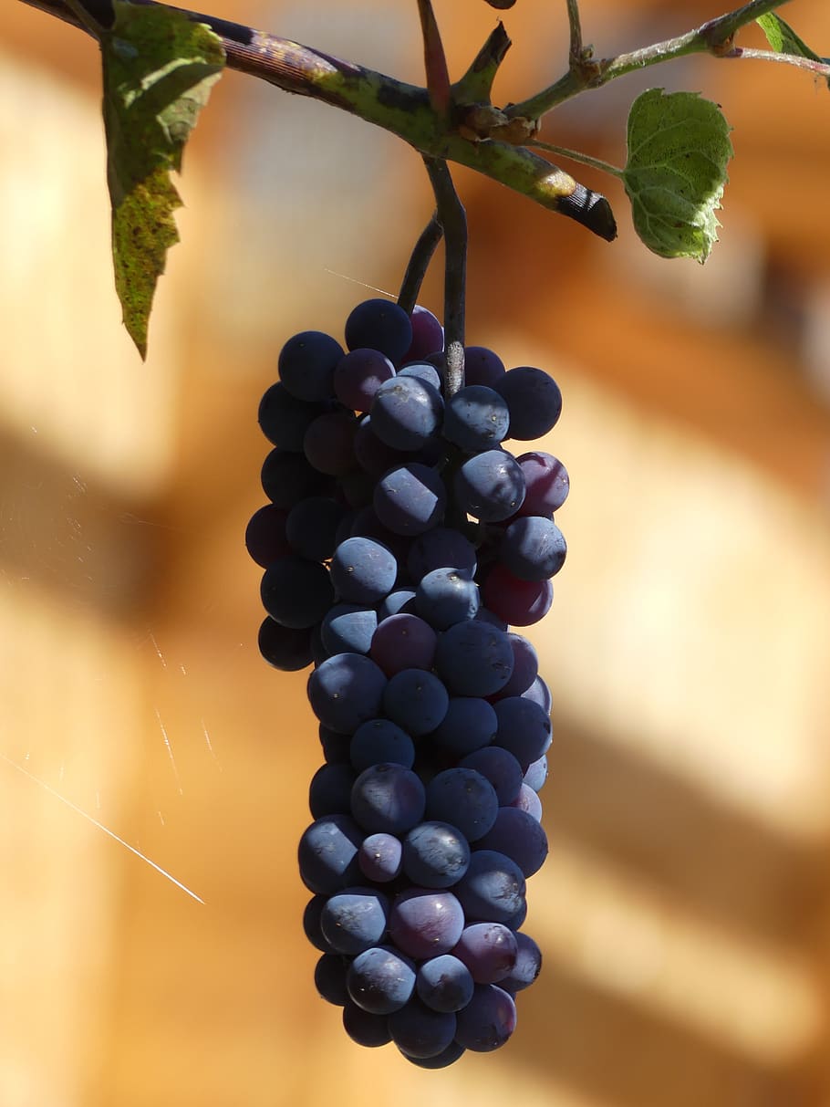 grape, wine, grapevine, moist, blue, ripe, fruit, cobweb, healthy eating HD wallpaper