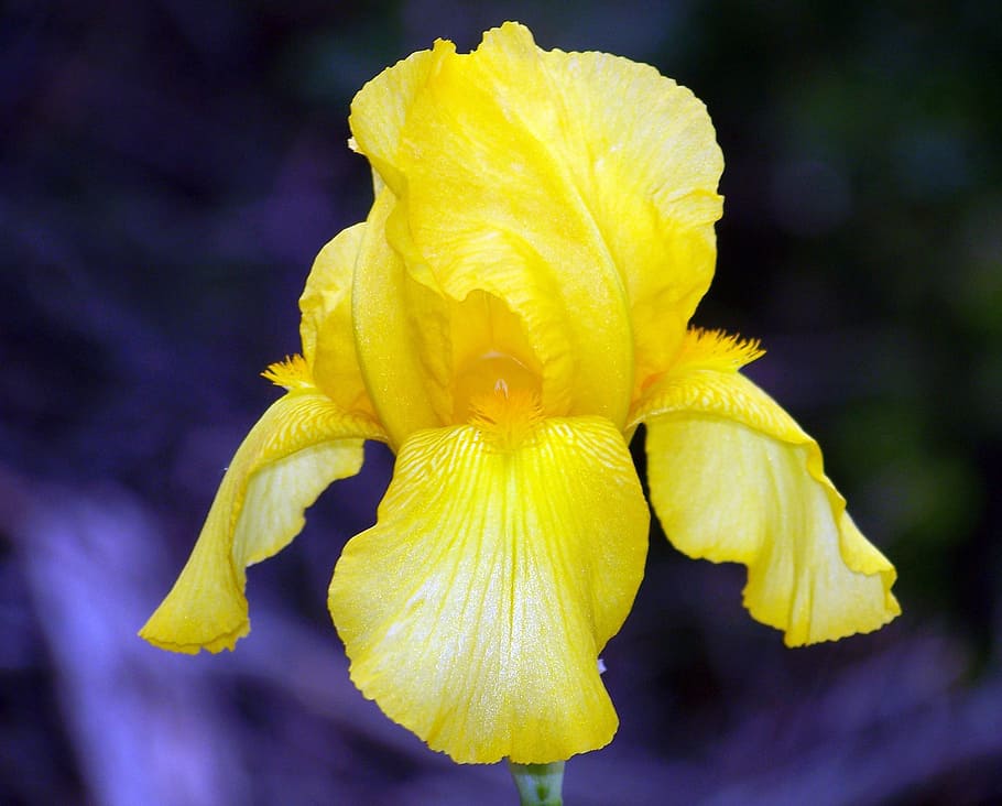 close-up photography of yellow petaled flower, iris, spring HD wallpaper
