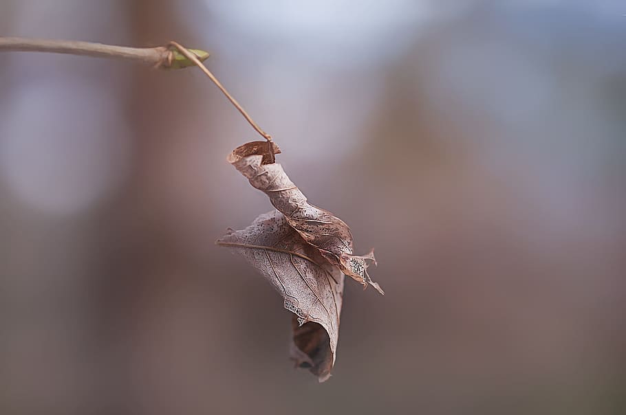 Leaves, Dry, Autumn Leaf, Nature, depth of field, close, close-up HD wallpaper