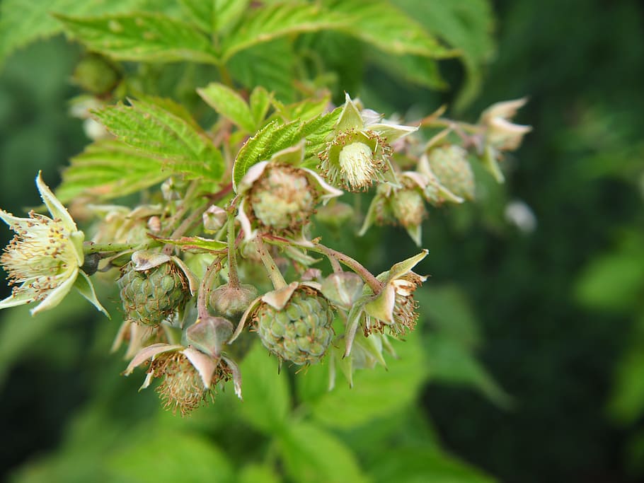 raspberries, raspberry, flowers, fruit, fruits, healthy, frisch HD wallpaper