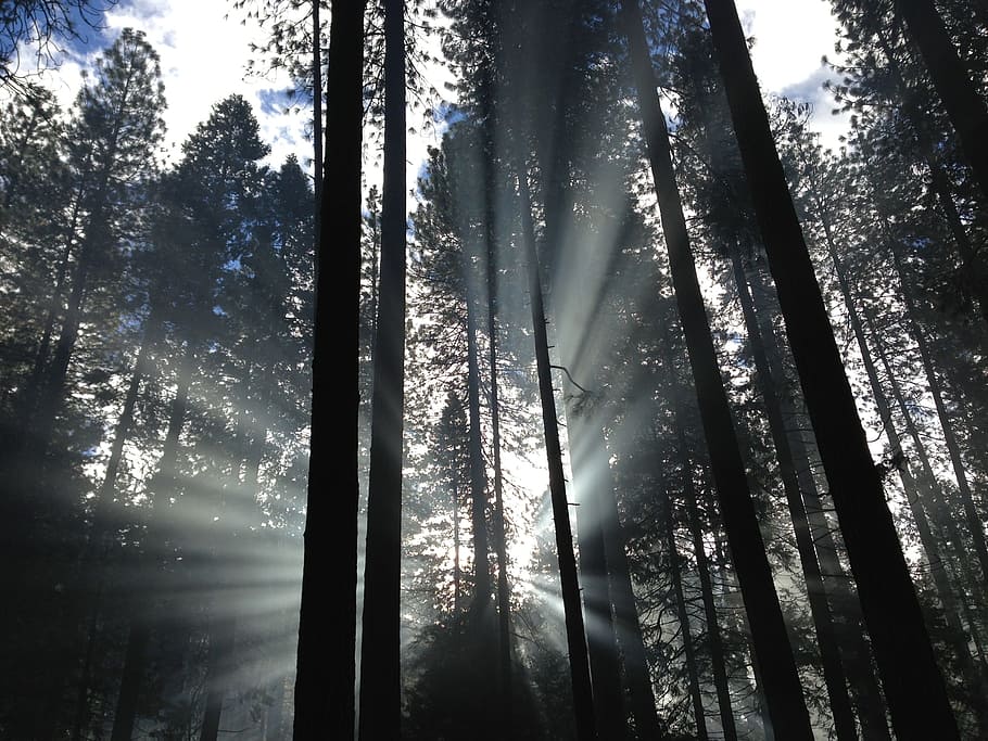 forest under white sky, rays, forest trees, landscape, sunlight HD wallpaper