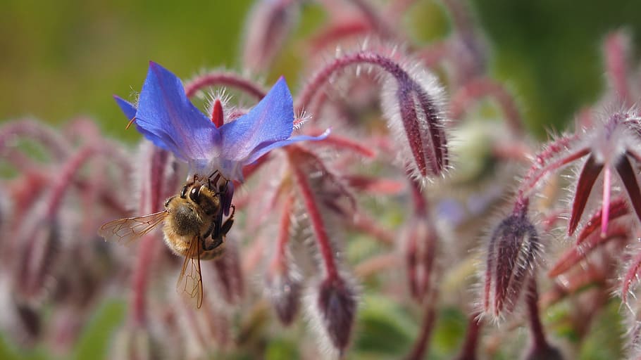Flower, Bee, Forage, Macro, nature, one animal, beauty in nature HD wallpaper
