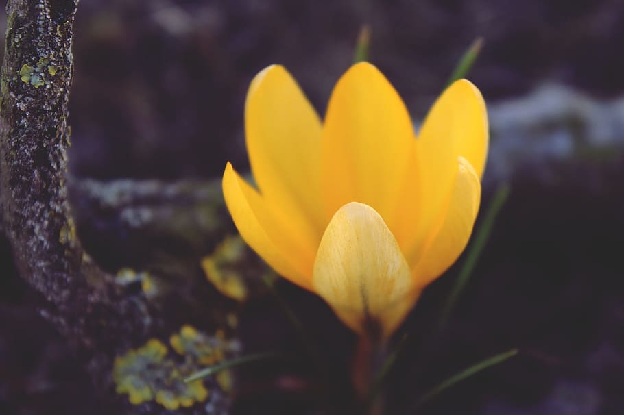 crocus, yellow, flower, blossom, bloom, spring, nature, frühlingsanfang HD wallpaper