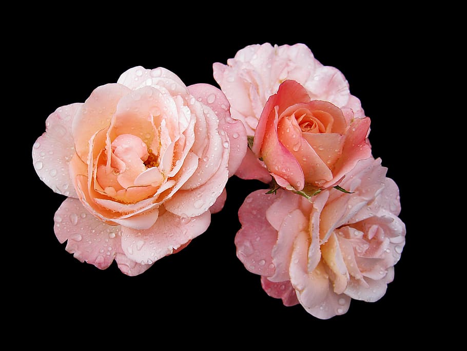 pink roses in bloom close up photo, buga, flowers, blütenmeer HD wallpaper
