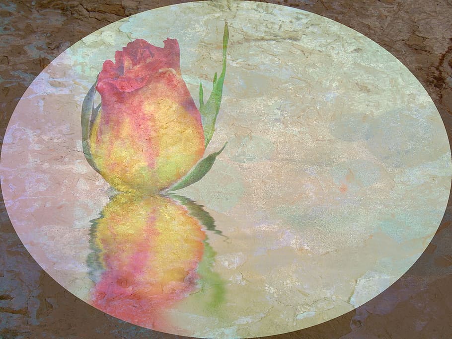 rose, blossom, bloom, sublime, noble, flower, plant, ornament HD wallpaper